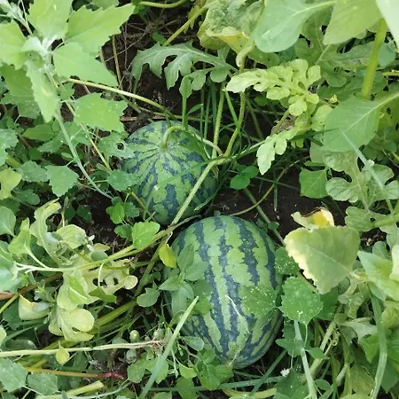 The Garden *