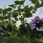 The Garden Lejlighed *