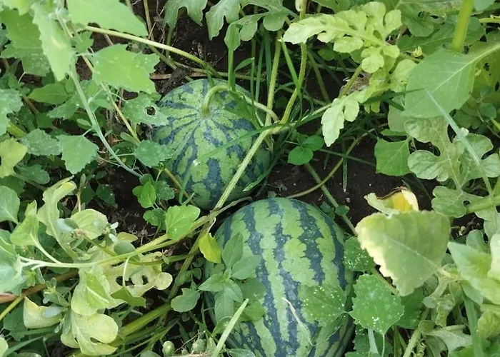 The Garden *